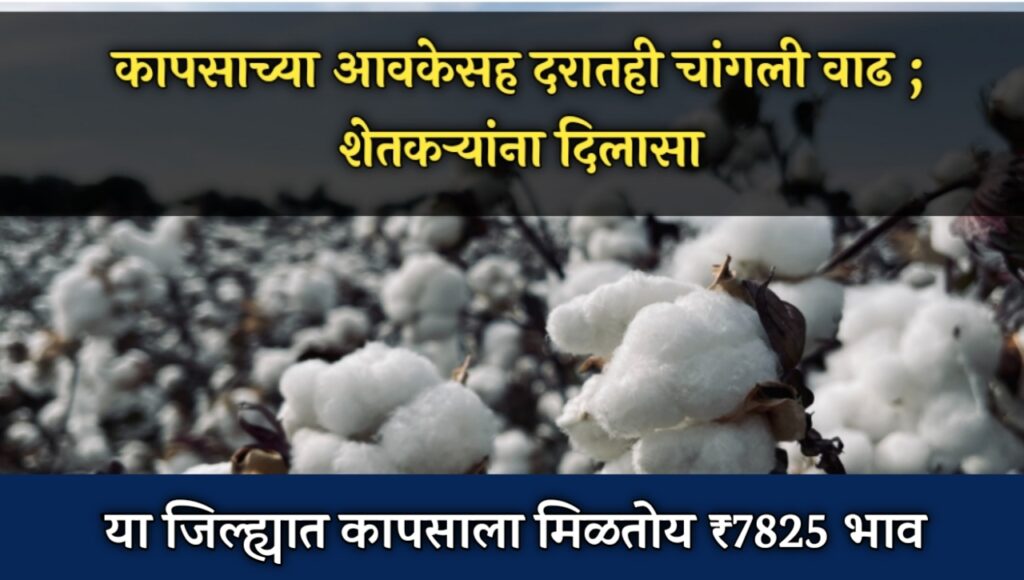 https://live.news18marathi.in/cotton-rates-higher-than/